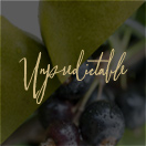 UNTOLD Fragrance Facets: Unpredicatable